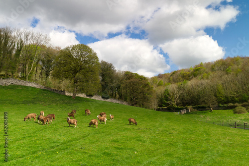 Goats on idyllic meadow