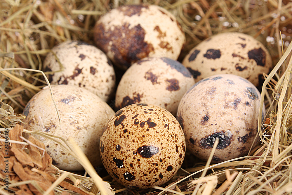 quail eggs in hay quail eggs in hay