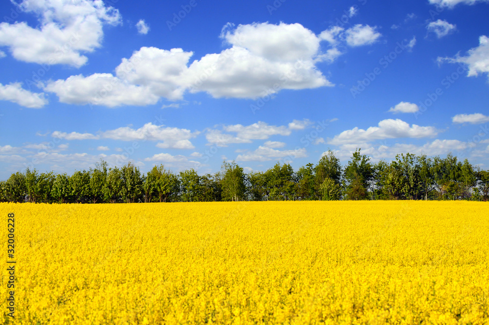 Rapsfeld, Himmel Rapsfeld, Himmel