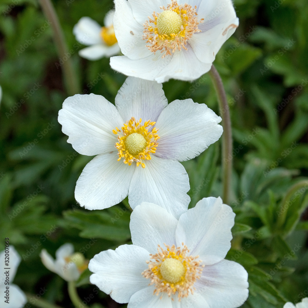 Anemonen Anemonen