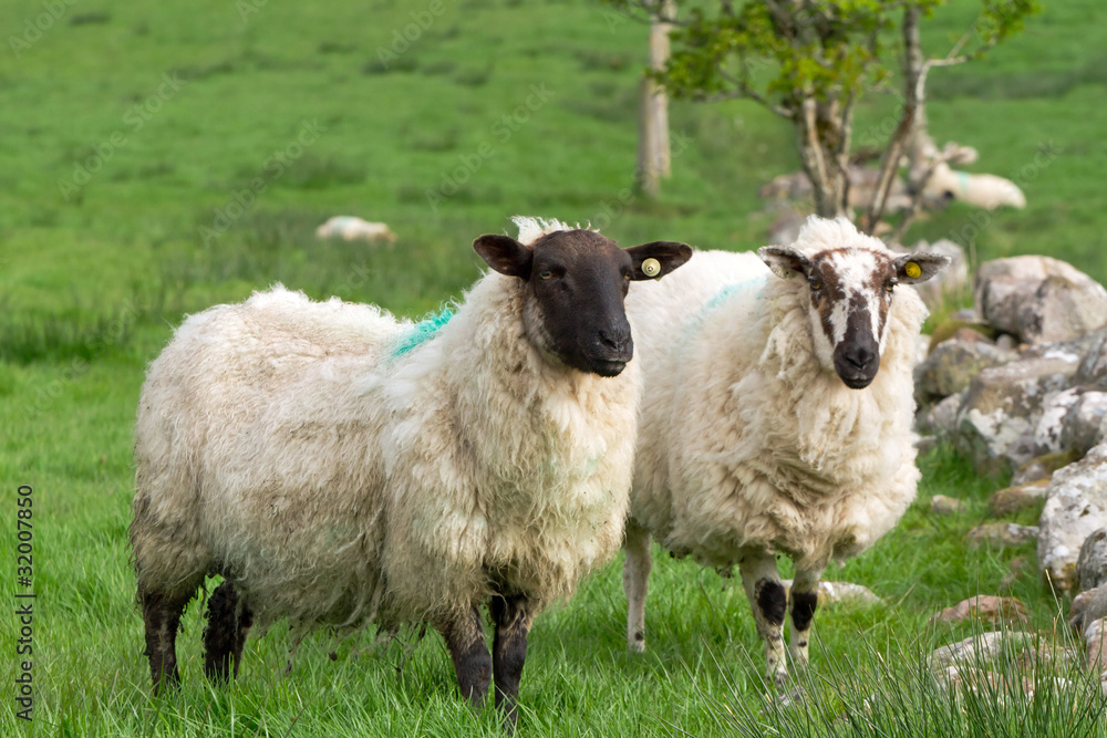 Obraz premium Couple of irish sheep on the meadow