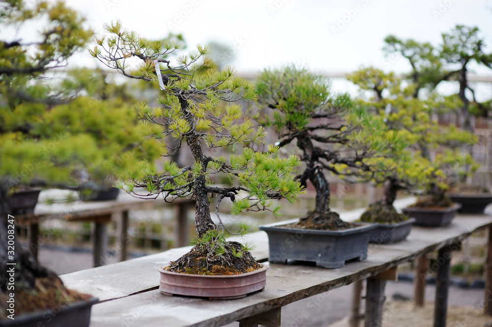 Fotobehang Bonsai Row of bonsai trees at a japanese garden #32008247
