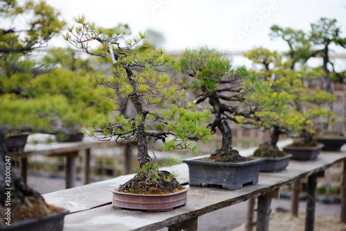Row of bonsai trees at a japanese garden