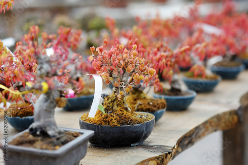 Row of bonsai trees at a japanese garden photo