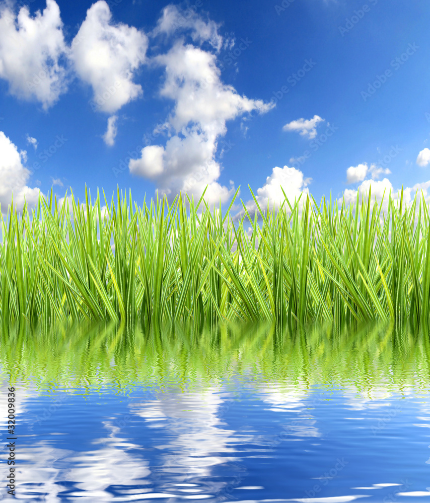 Obraz premium Grass with water reflection