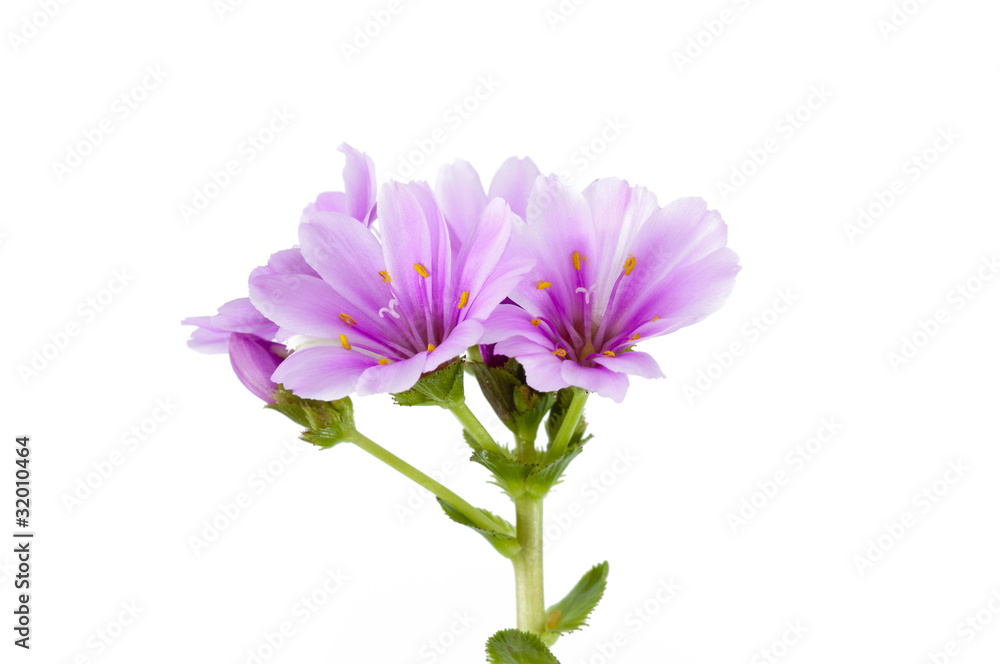 Lewisia