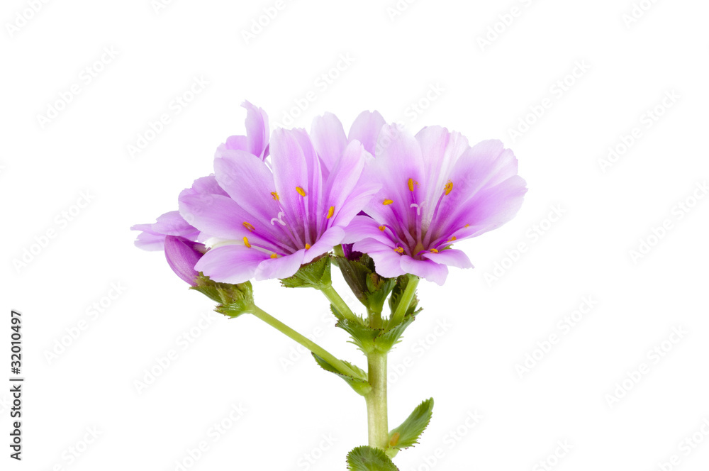 Lewisia