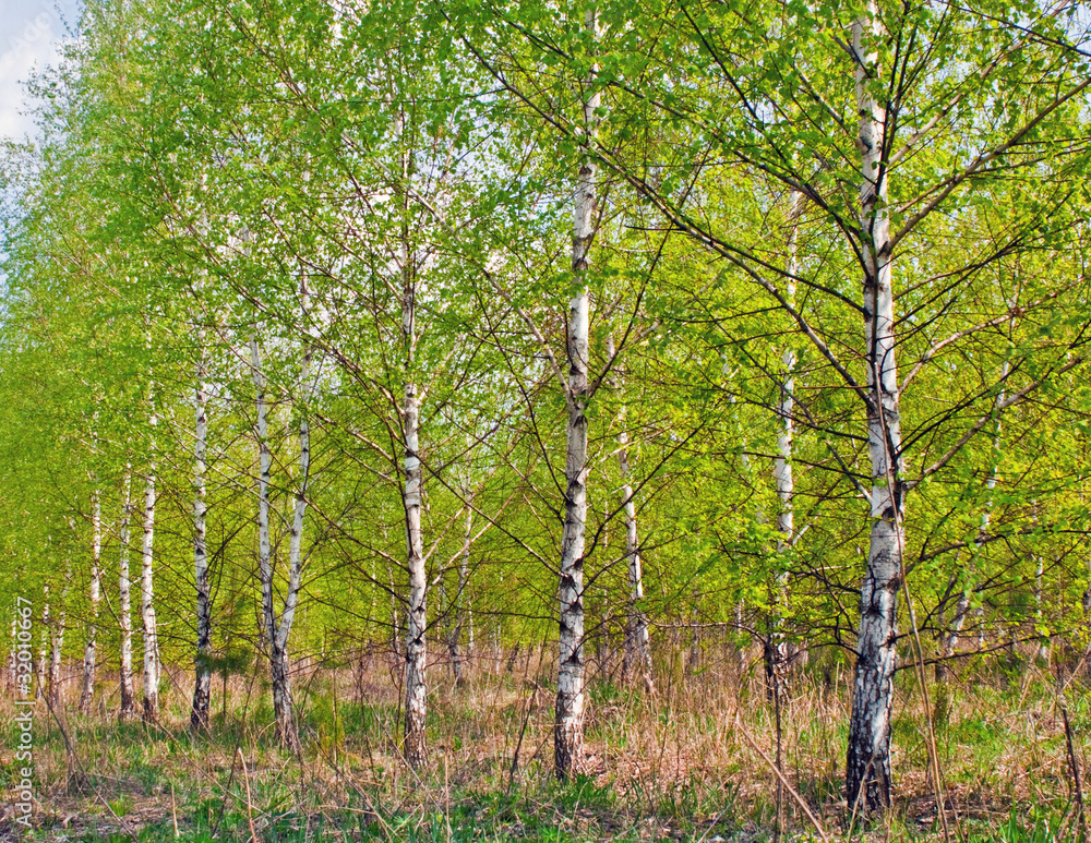 Obraz premium spring birch