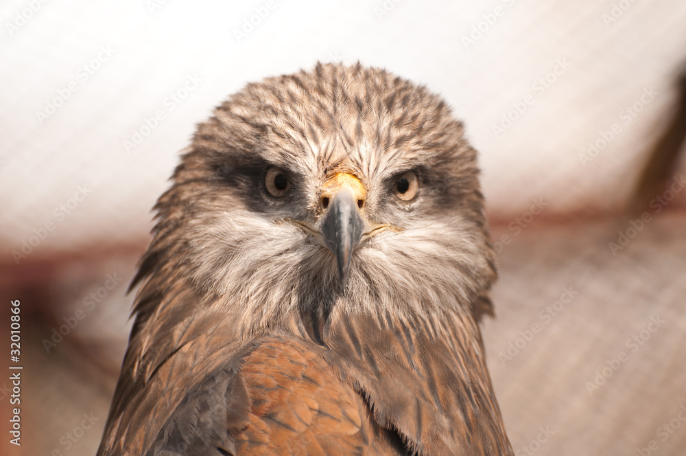 Head of steppe hawk