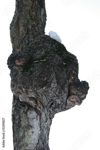 Old birch trunk with excrescence