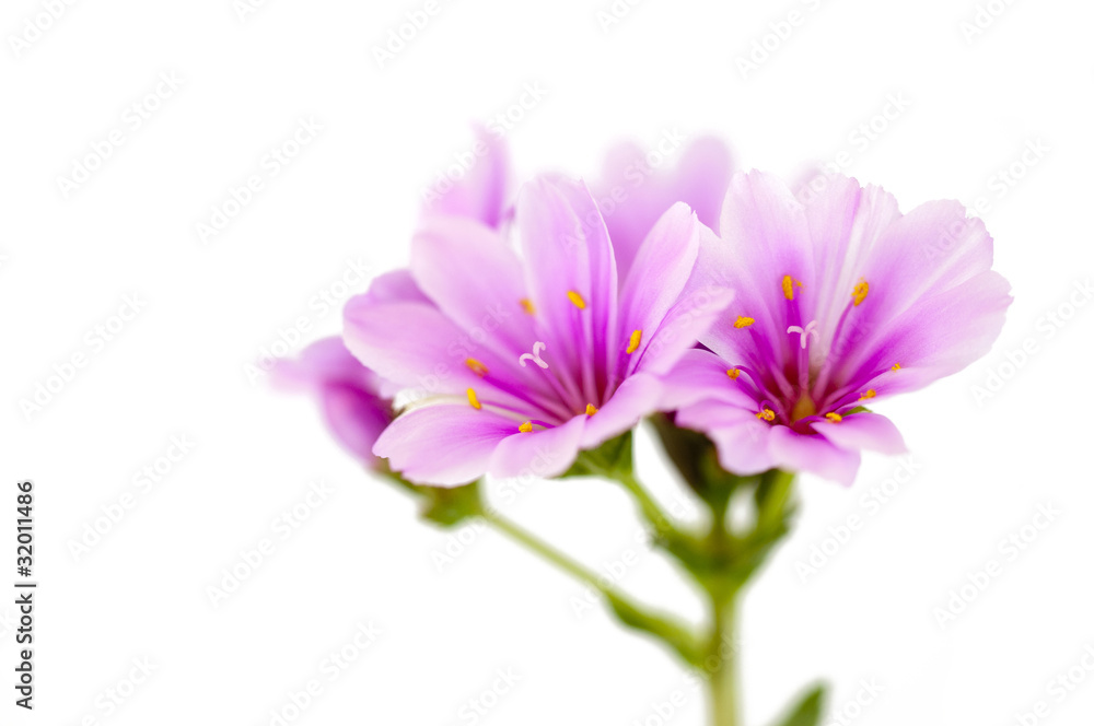 Lewisia