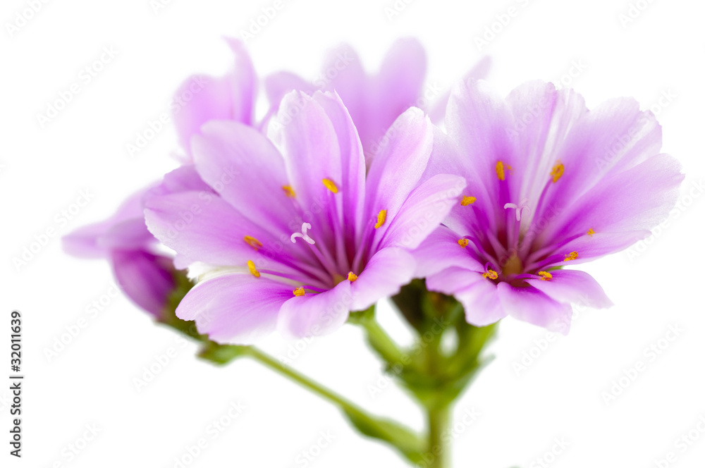 Lewisia