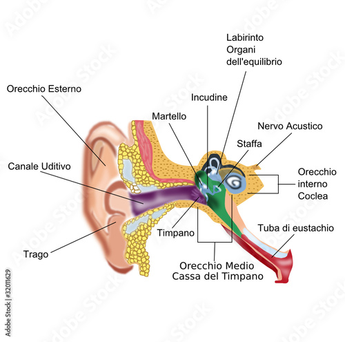 Anatomia dell'orecchio photo