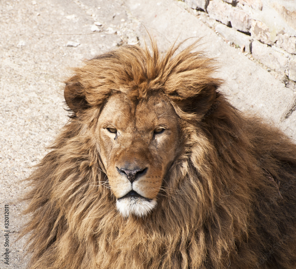 Obraz premium Old lion portrait