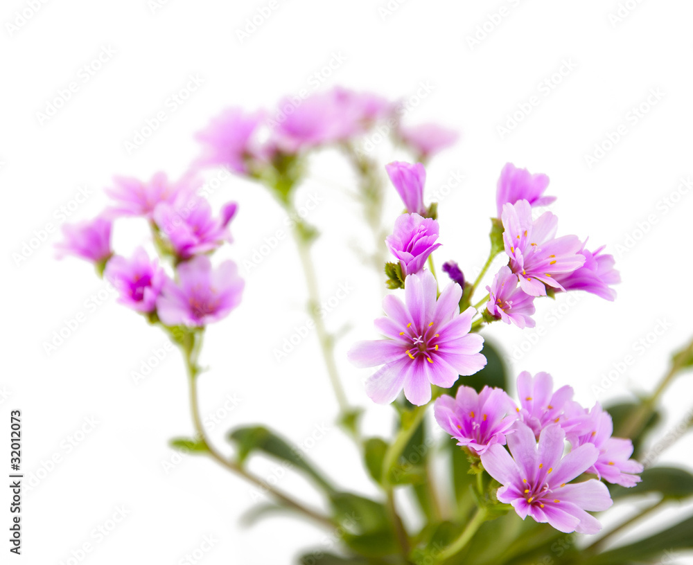 Lewisia