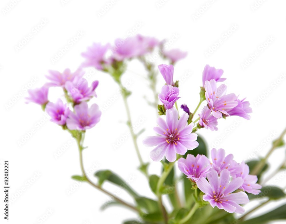 Lewisia Lewisia
