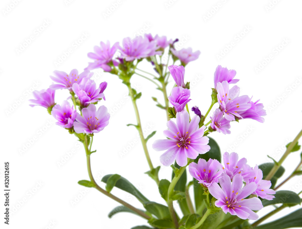 Lewisia Lewisia