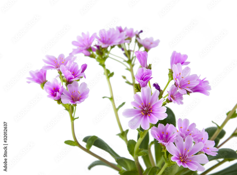 Obraz premium Flower