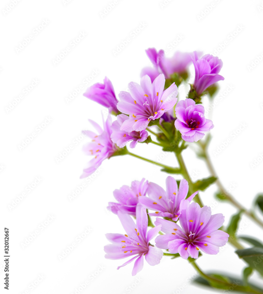 Flower Flower