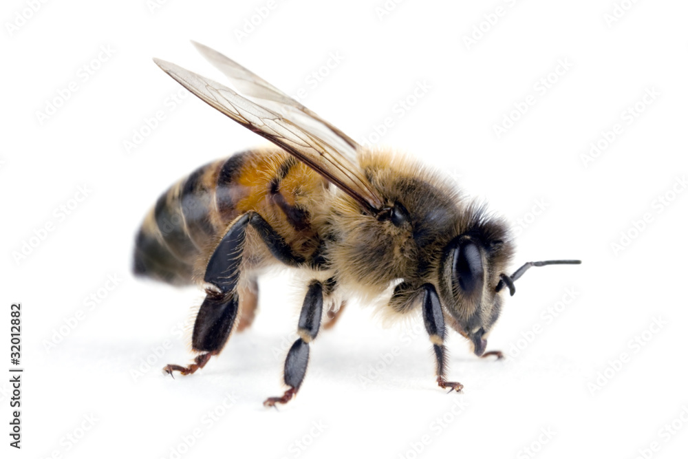 Bee, Apis mellifera, European or Western honey bee, isolated on Bee, Apis mellifera, European or Western honey bee, isolated on