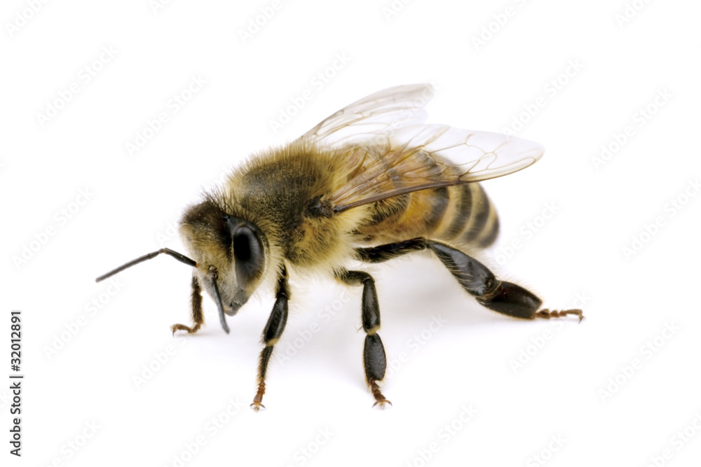 Bee, Apis mellifera, European or Western honey bee, isolated on Bee, Apis mellifera, European or Western honey bee, isolated on