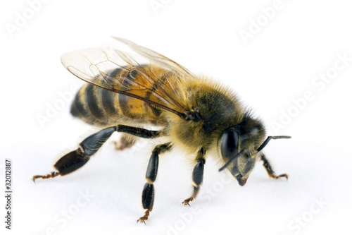 Bee, Apis mellifera, European or Western honey bee, isolated on © peter_waters