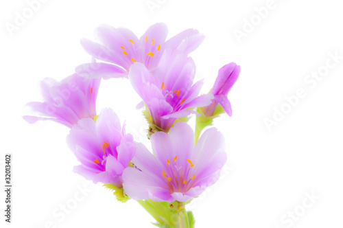 Lewisia