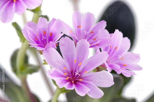 Lewisia