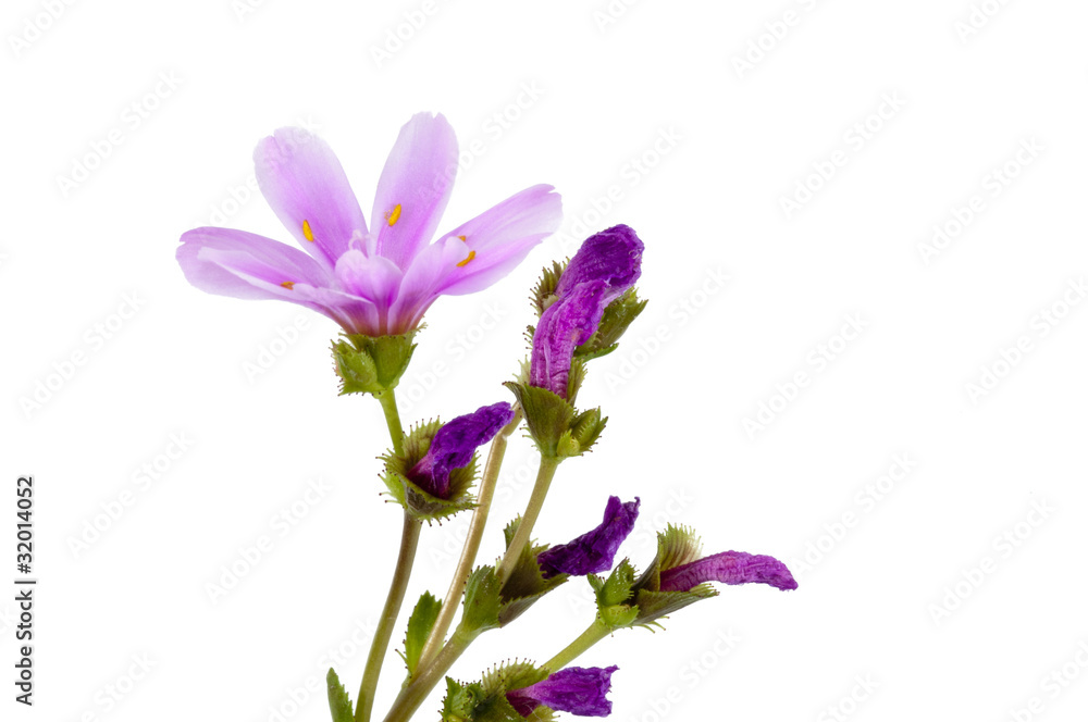 Lewisia Lewisia