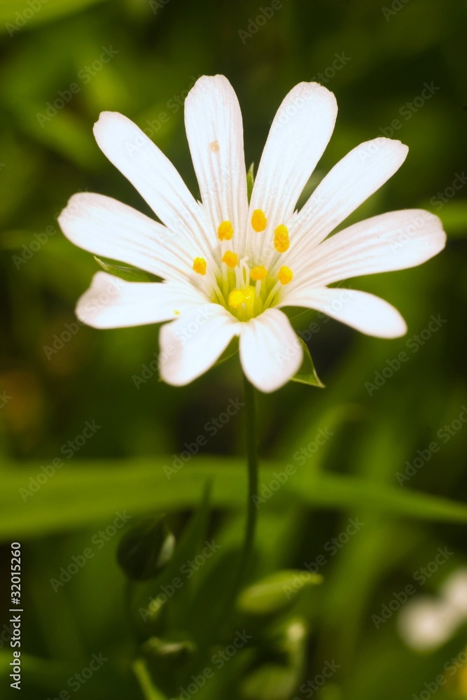 flowers flowers