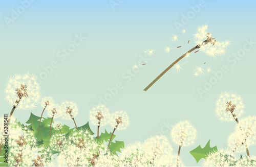 dandelion