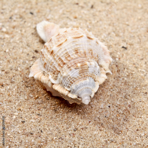 Seashell close-up