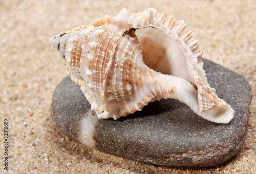 Seashell close-up