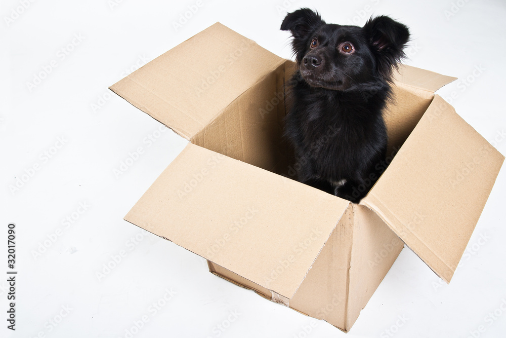 Kleiner schwarzer Hund im Karton
