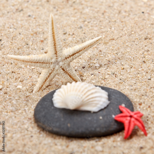 starfish on a sand beach