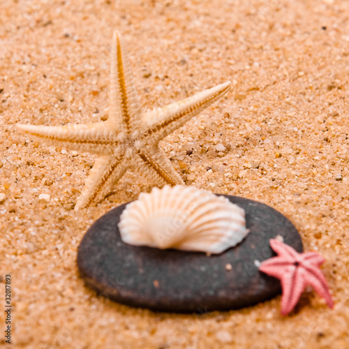 starfish on a sand beach