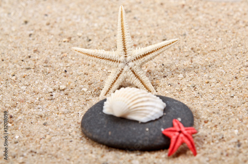 starfish of sand