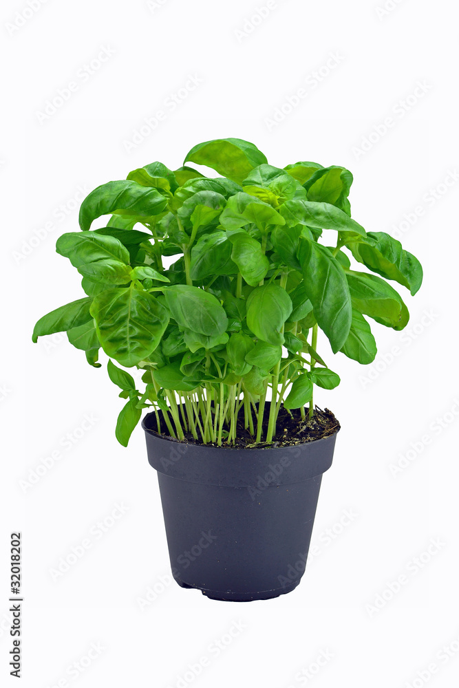 A potted basil herb plant on a white background A potted basil herb plant on a white background
