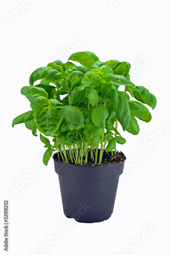 A potted basil herb plant on a white background