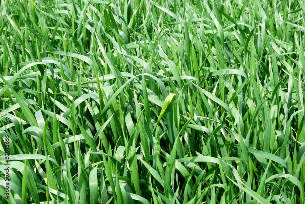 young corn young corn