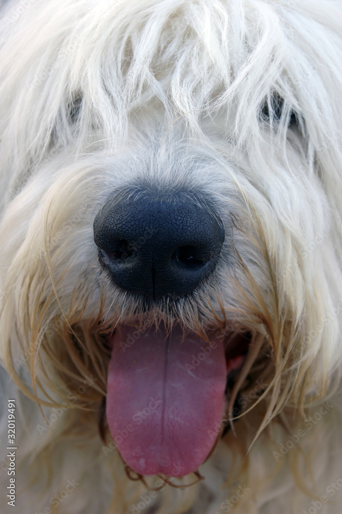 face of a pet bobtail face of a pet bobtail