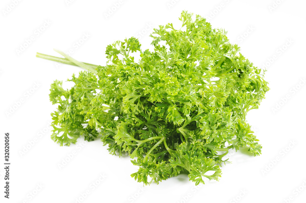 Fototapeta premium parsley