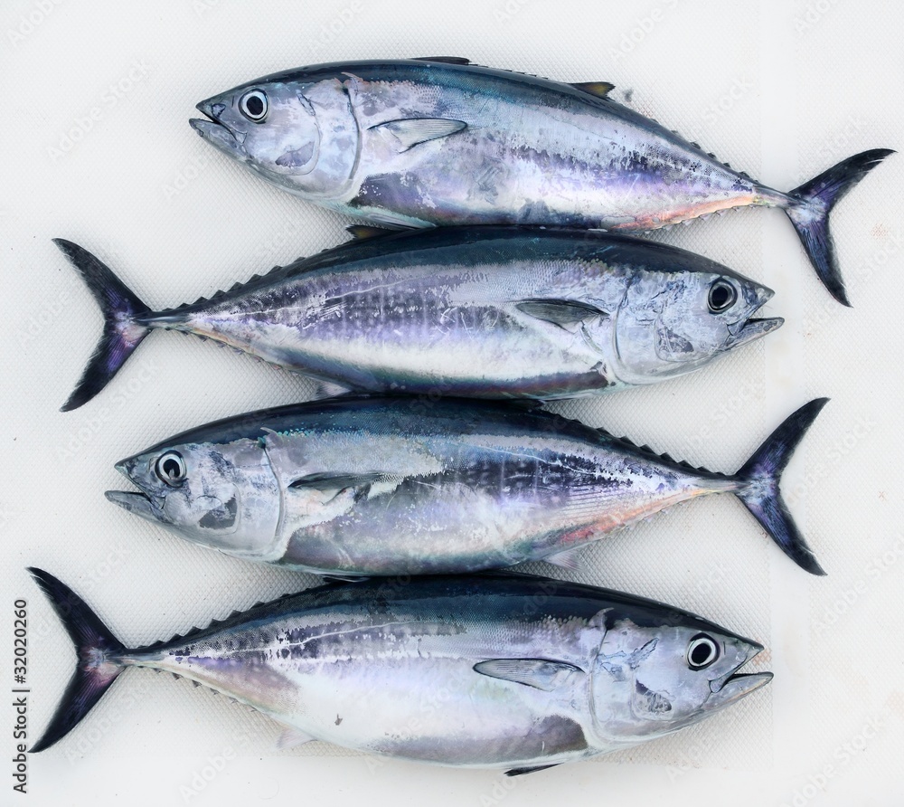bluefin four tuna fish Thunnus thynnus catch row bluefin four tuna fish Thunnus thynnus catch row