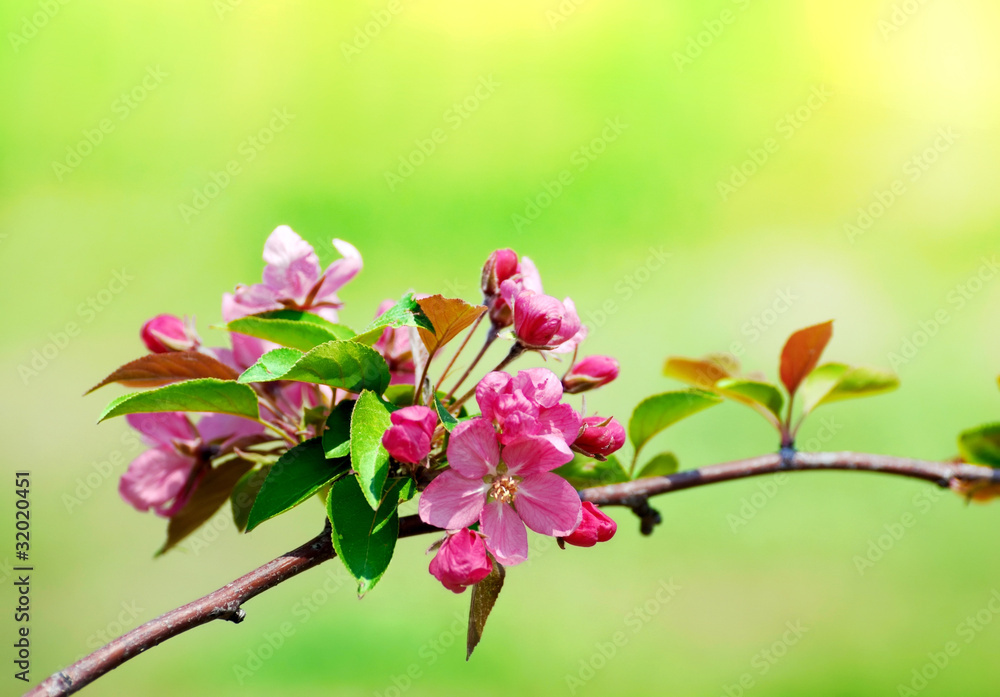 pink cherry flower blossoms on green