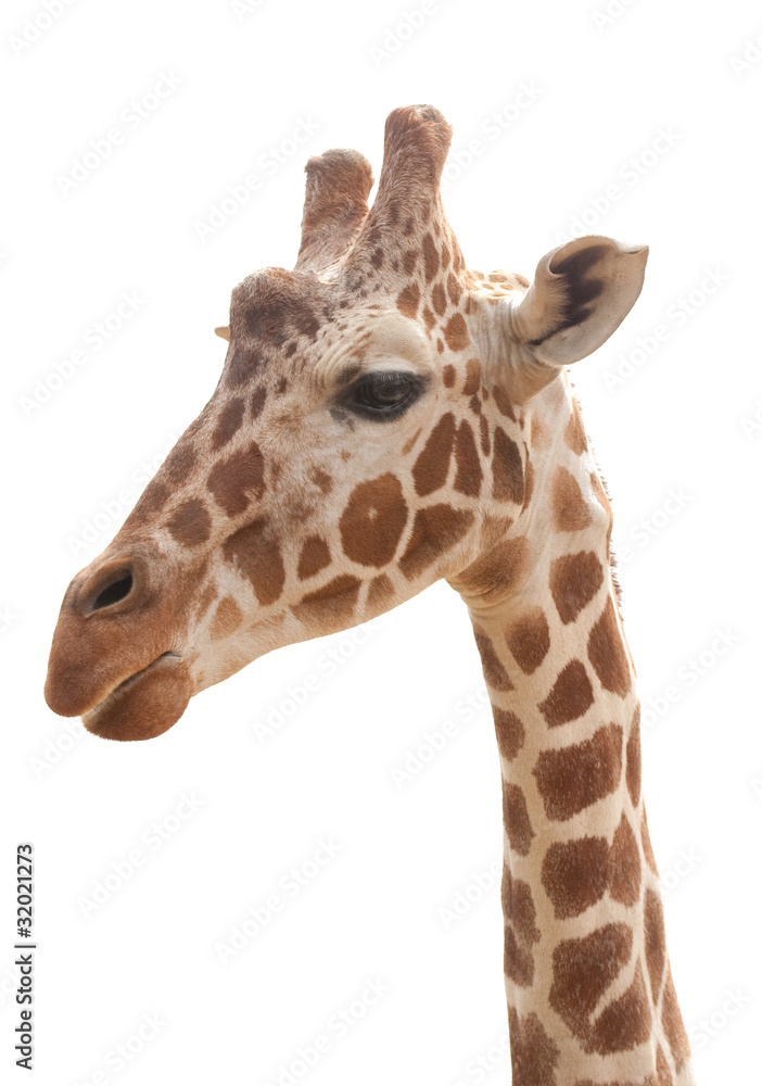 giraffe isolated on white background giraffe isolated on white background