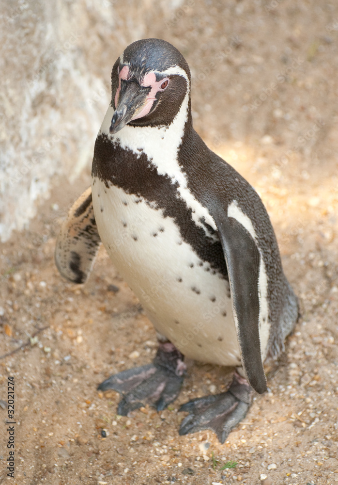 Naklejka premium penguin standing on sandy beach