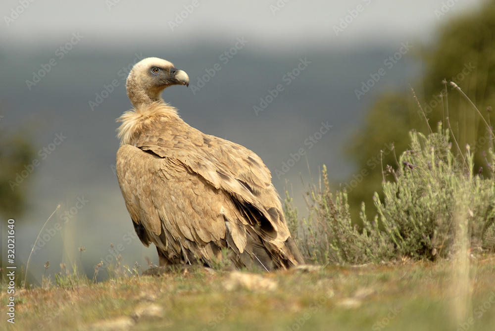 Buitre al sol en la sierra