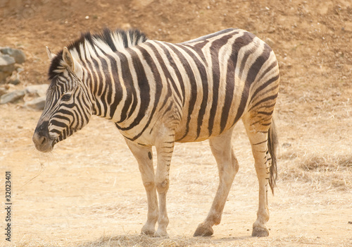 zebra on sandy ground