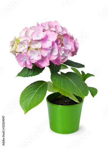 purple hydrangea in a green flower pot isolated on white.