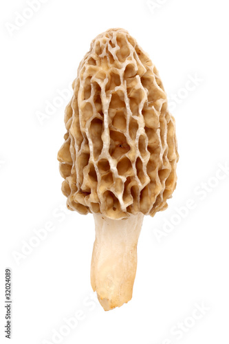 Morel mushroom isolated on white
